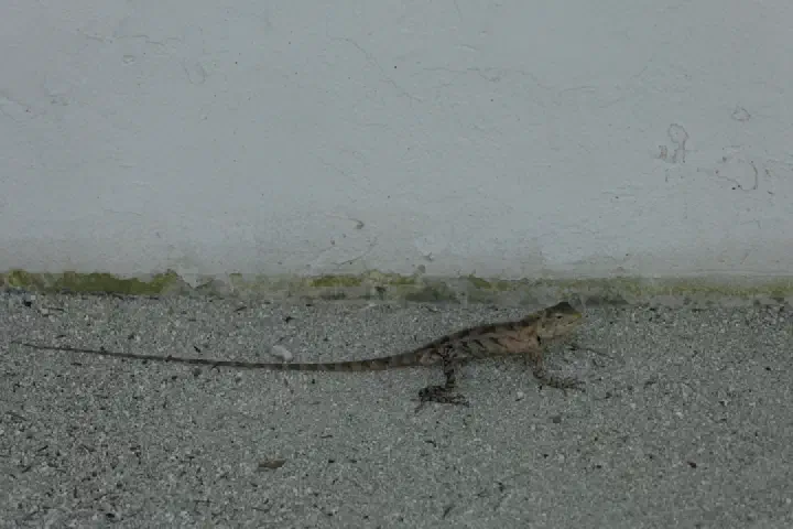 Malé, Maldiven - Photo 15
