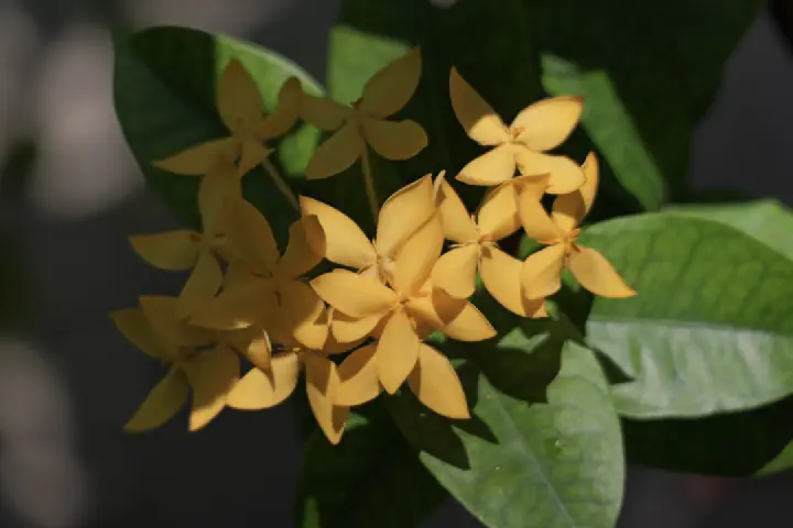 Malé, Maldiven - Photo 33