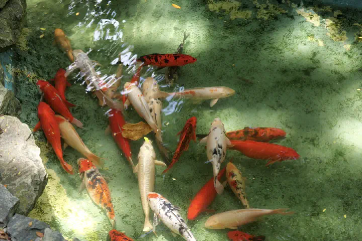 Malé, Maldiven - Photo 37