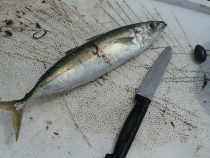 Malé, Maldiven - Photo 22