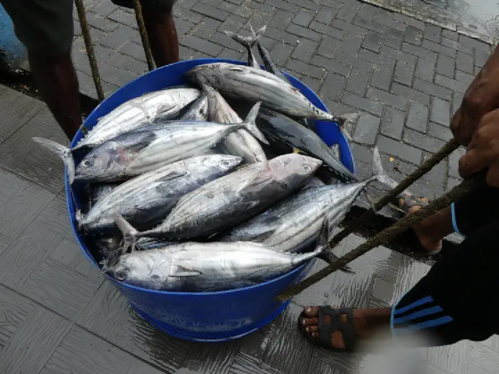 Malé, Maldiven - Photo 23