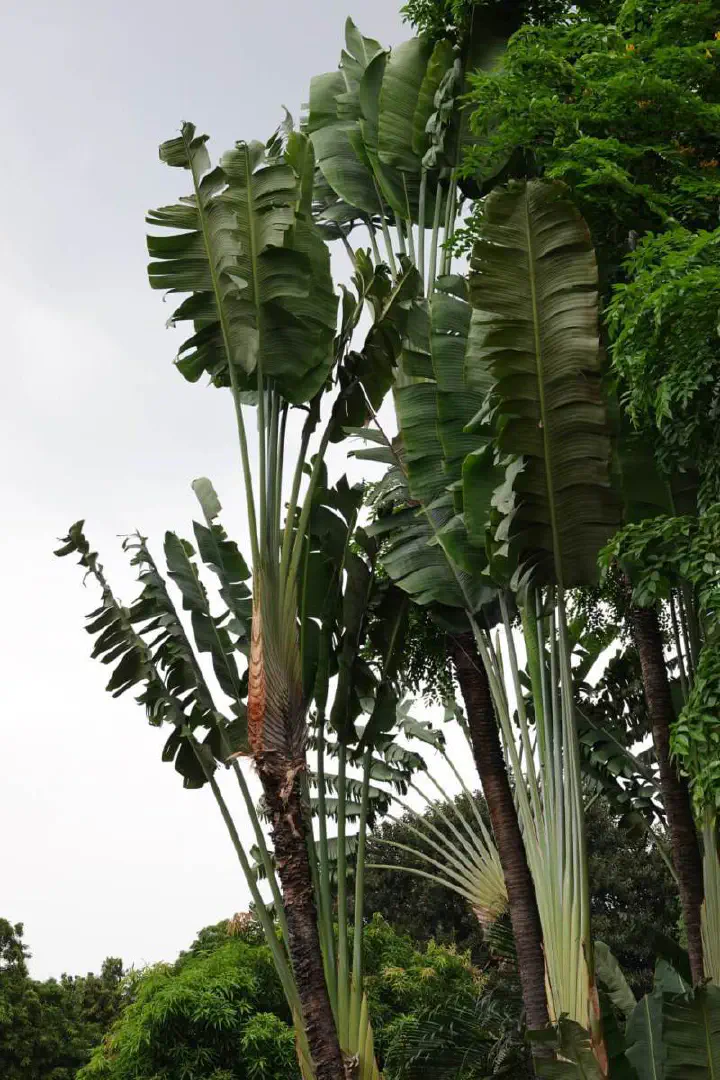 Manila, Philippinen - Photo 22
