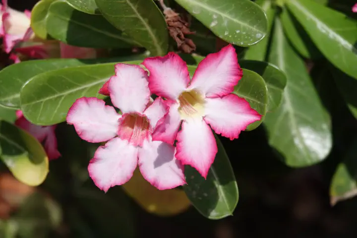 Maskat, Oman - Photo 27