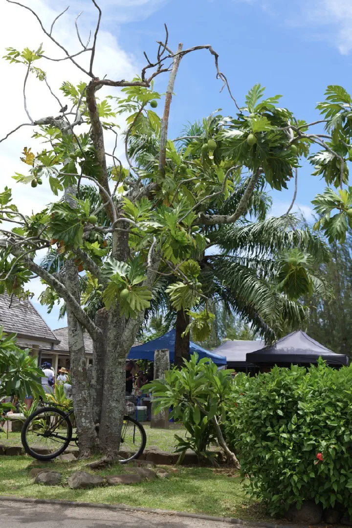 Moorea, Französisch-Polynesien - Photo 8