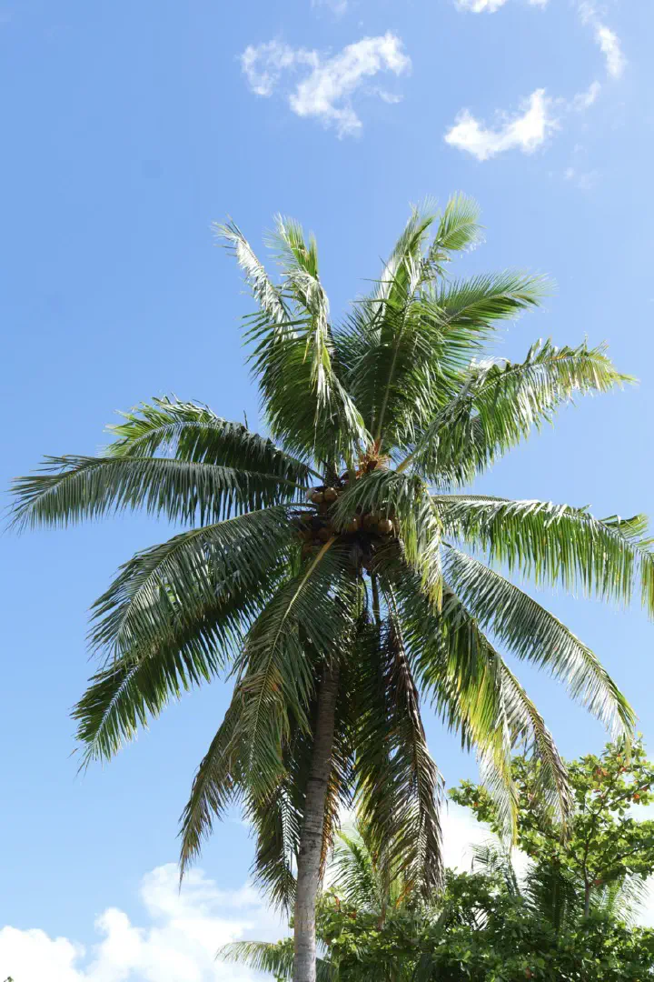 Moorea, Französisch-Polynesien - Photo 23