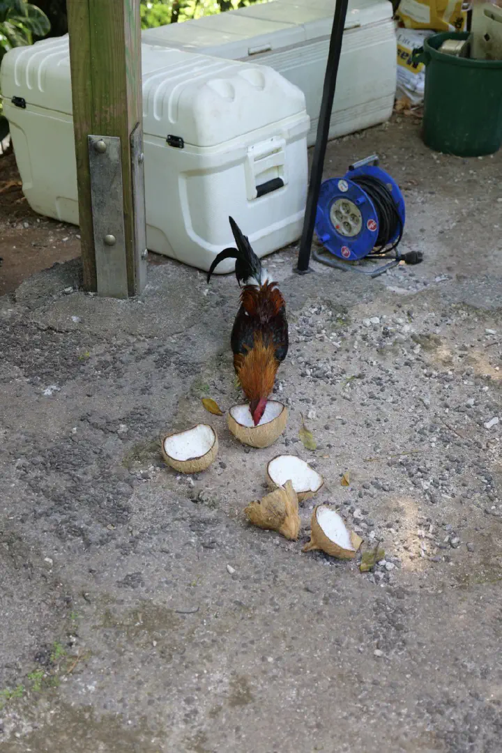 Moorea, Französisch-Polynesien - Photo 33