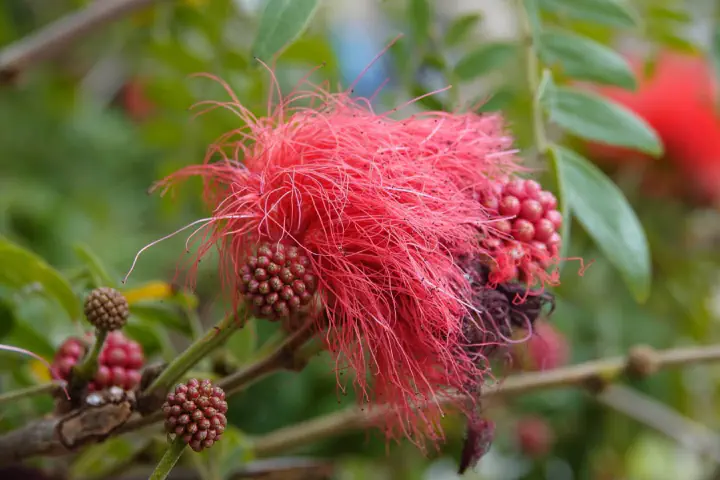 Naha, Japan - Photo 12