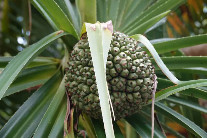 Naha, Japan - Photo 13