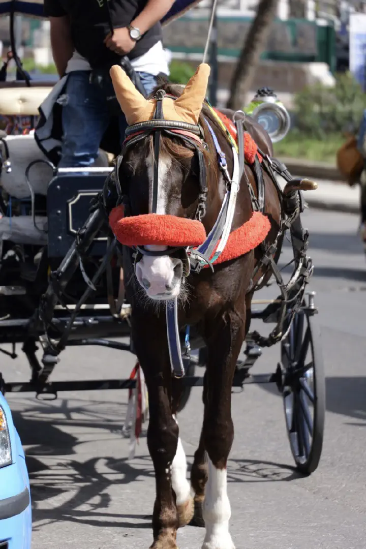 Palermo, Italien - Photo 6