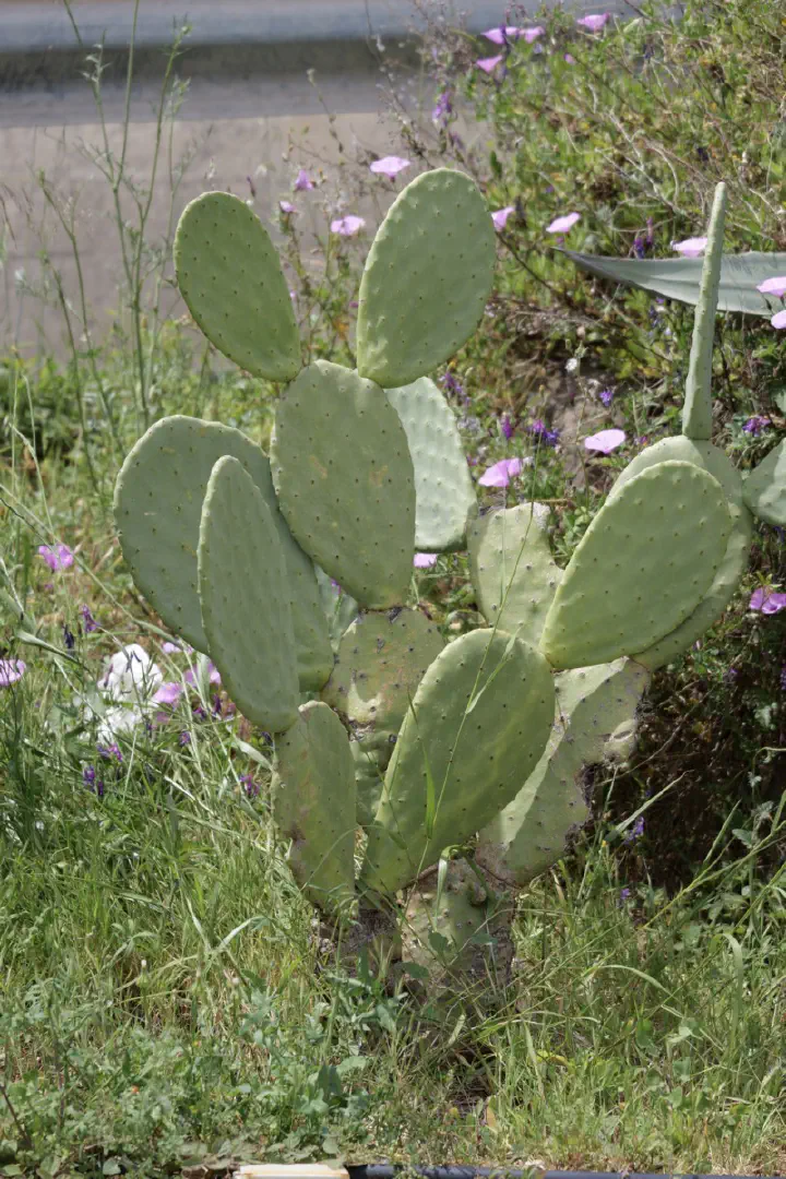 Palermo, Italien - Photo 9