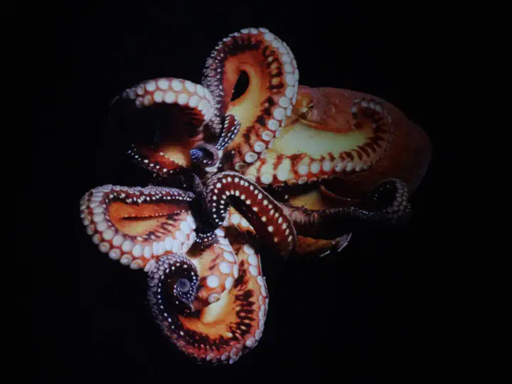 Palma, Spanien - Photo 3