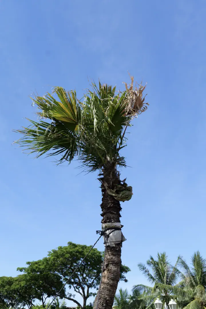 Papeete, Französisch-Polynesien - Photo 8