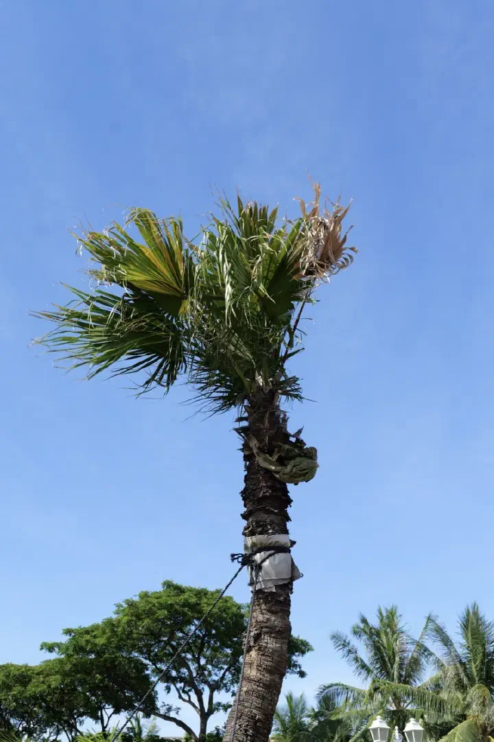Papeete, Französisch-Polynesien - Photo 8