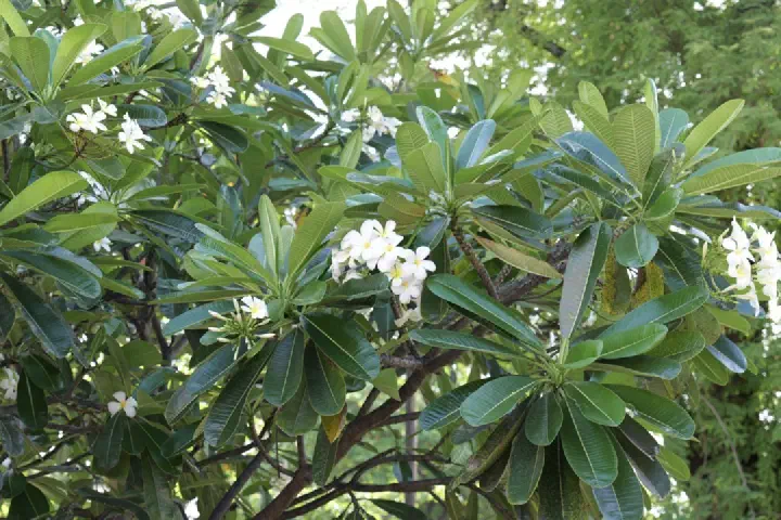 Papeete, Französisch-Polynesien - Photo 29