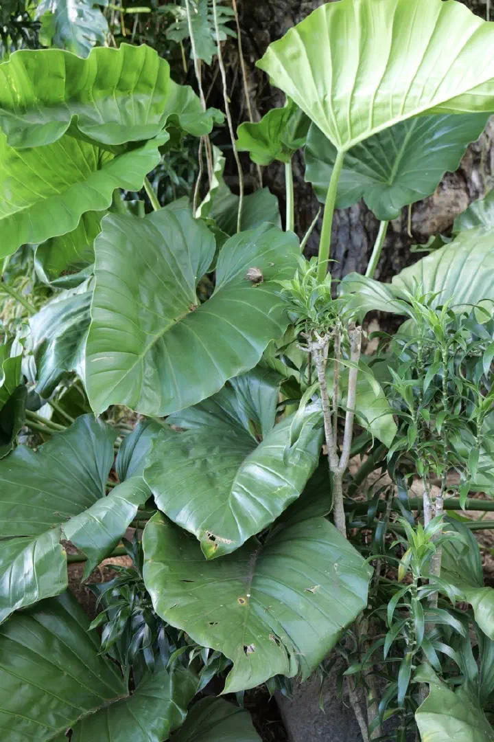 Papeete, Französisch-Polynesien - Photo 32