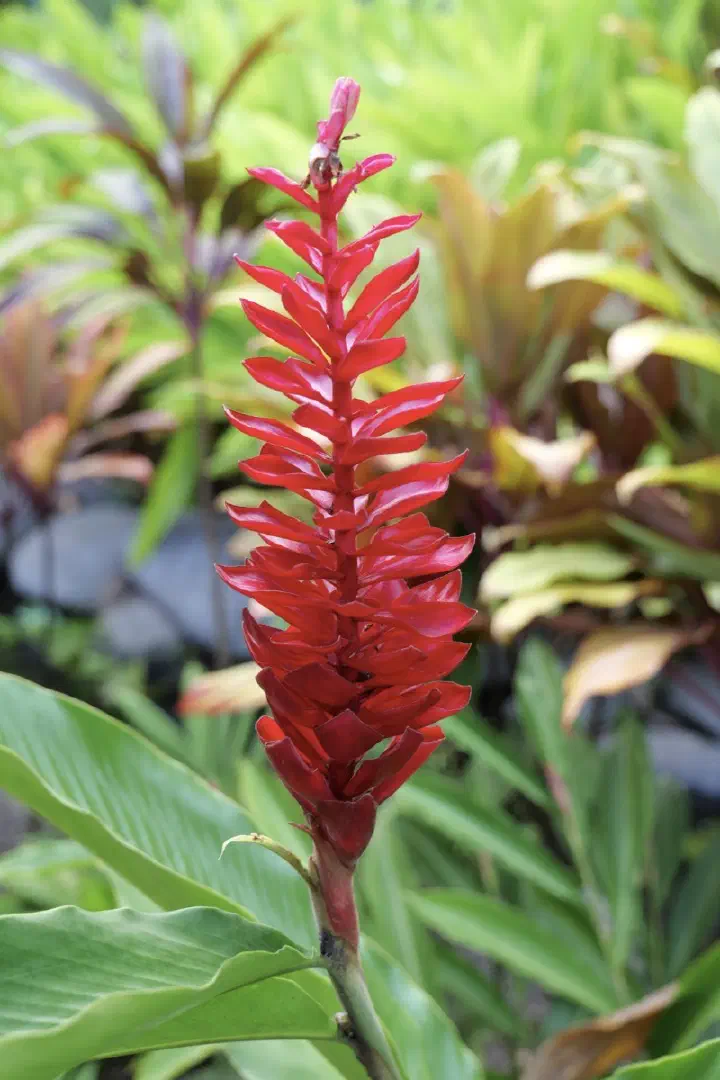 Papeete, Französisch-Polynesien - Photo 35