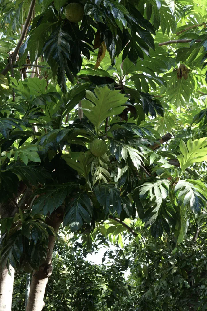 Papeete, Französisch-Polynesien - Photo 44