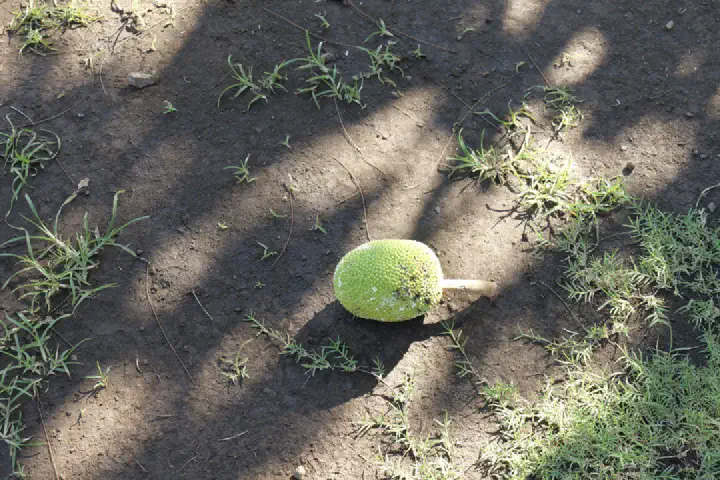 Papeete, Französisch-Polynesien - Photo 5