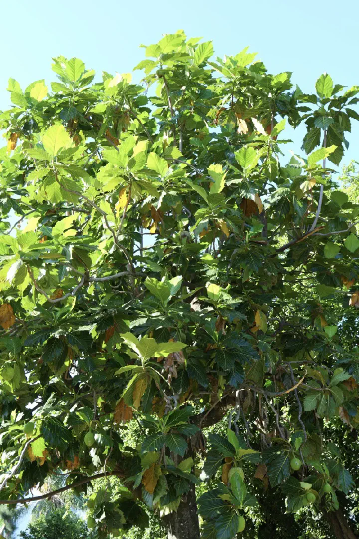 Papeete, Französisch-Polynesien - Photo 6