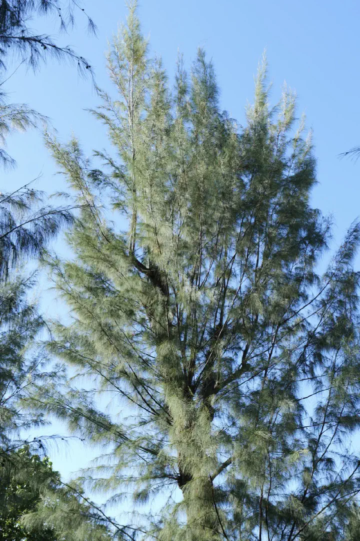 Papeete, Französisch-Polynesien - Photo 16