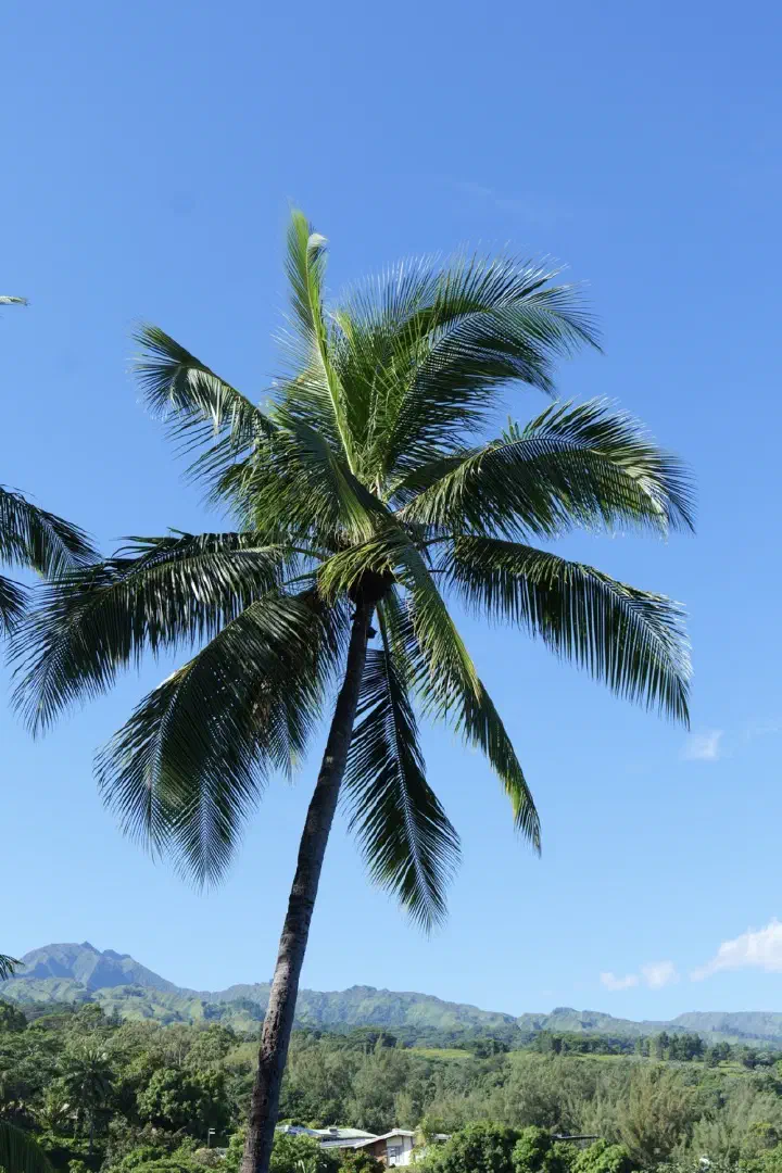 Papeete, Französisch-Polynesien - Photo 19