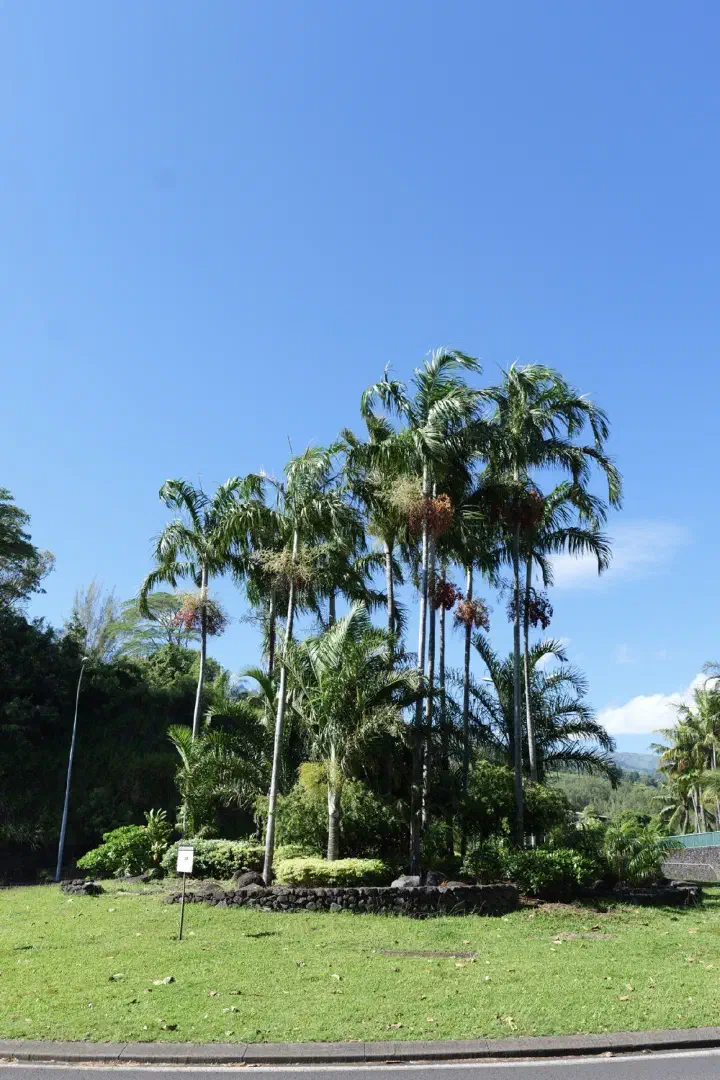 Papeete, Französisch-Polynesien - Photo 27