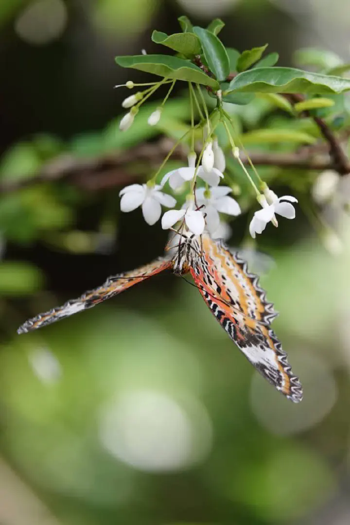 Penang, Malaysia - Photo 23