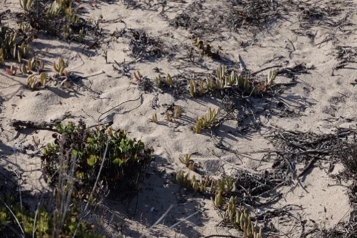 Penneshaw, Australien - Photo 6