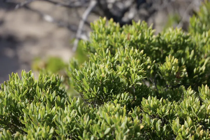 Penneshaw, Australien - Photo 7