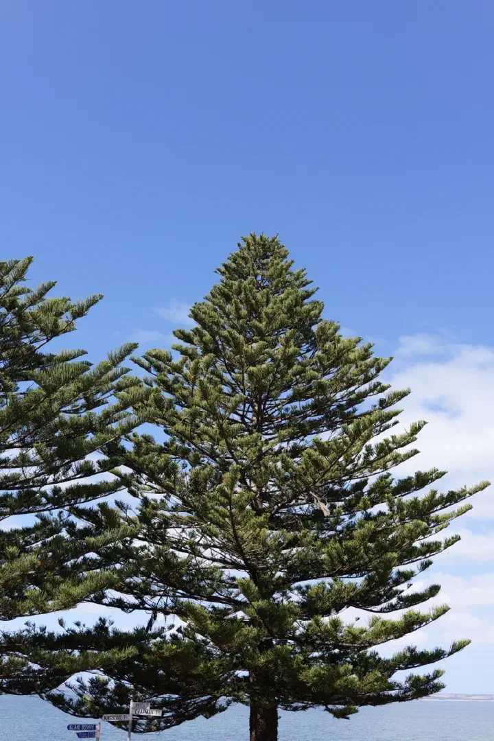 Penneshaw, Australien - Photo 23