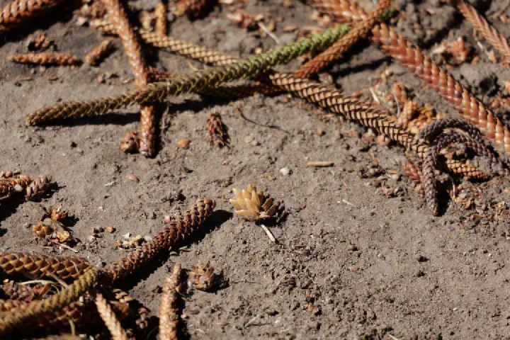 Penneshaw, Australien - Photo 27