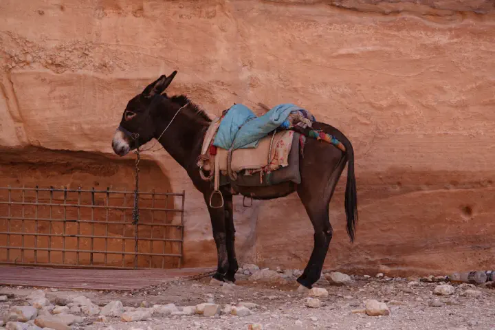 Petra, Jordanien - Photo 31
