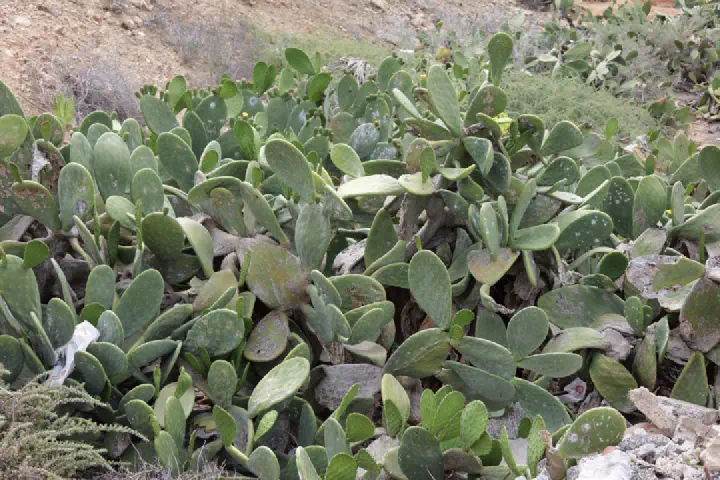Puerto del Rosario, Spanien - Photo 2