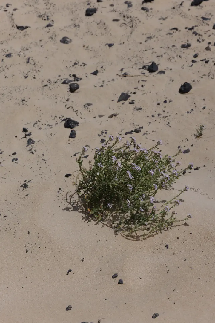 Puerto del Rosario, Spanien - Photo 47