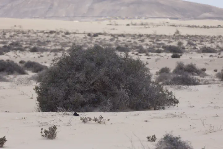 Puerto del Rosario, Spanien - Photo 49