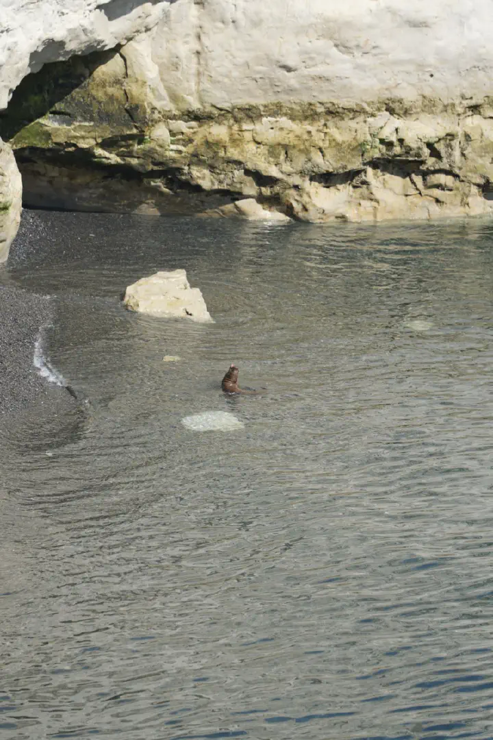Puerto Madryn, Argentinien - Photo 5