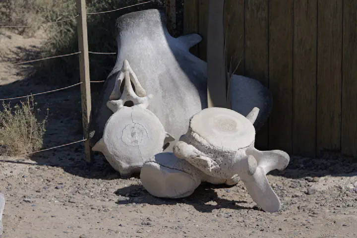 Puerto Madryn, Argentinien - Photo 10