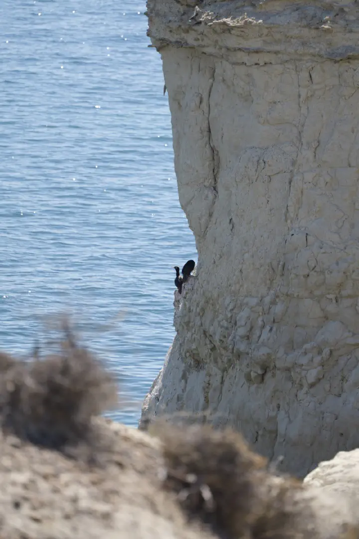 Puerto Madryn, Argentinien - Photo 16