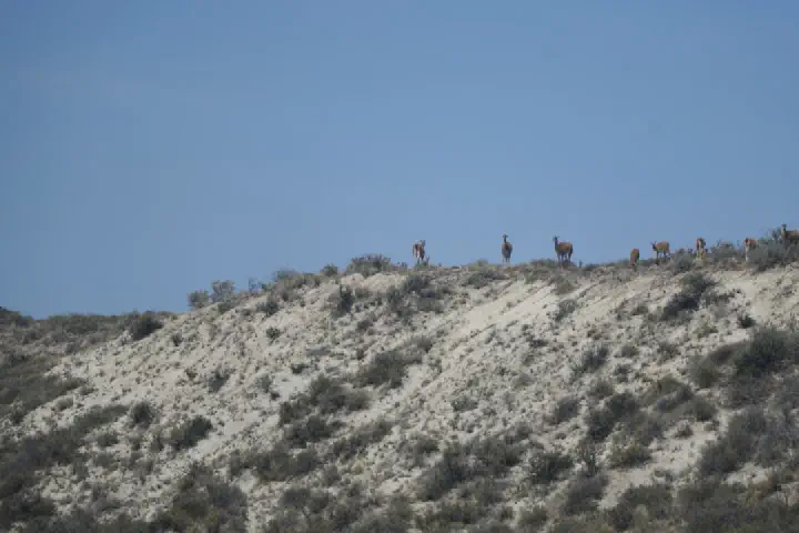 Puerto Madryn, Argentinien - Photo 19