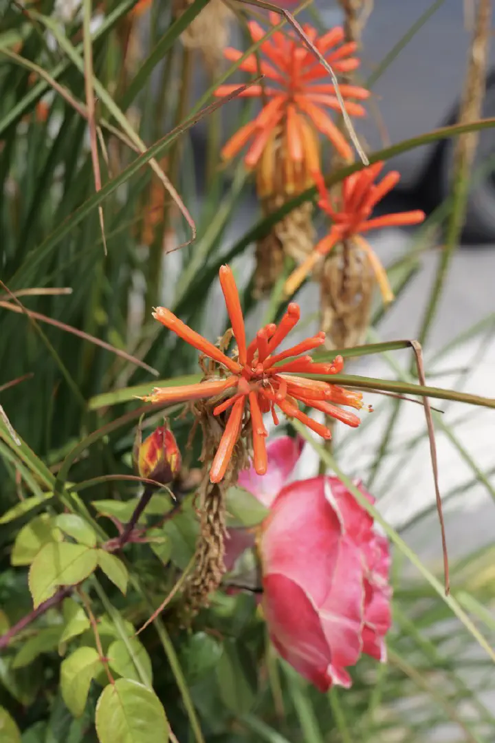 Puerto Montt, Chile - Photo 21