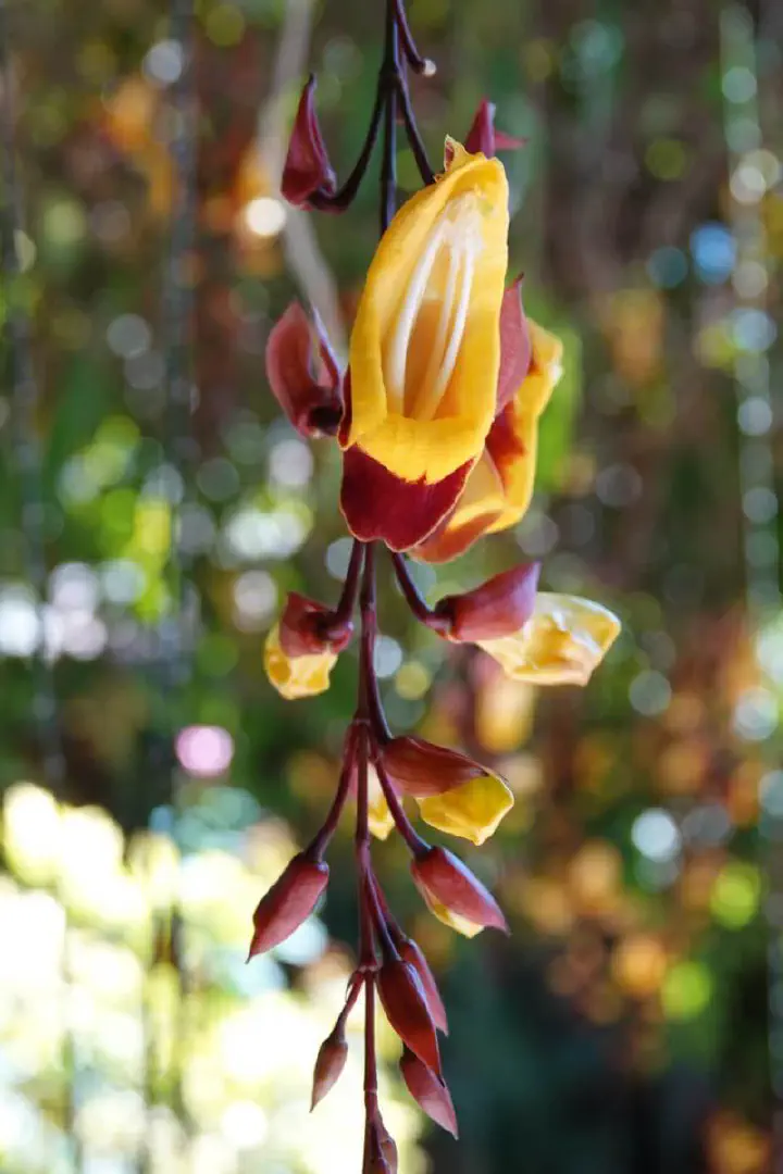 Puerto Quetzal, Guatemala - Photo 16