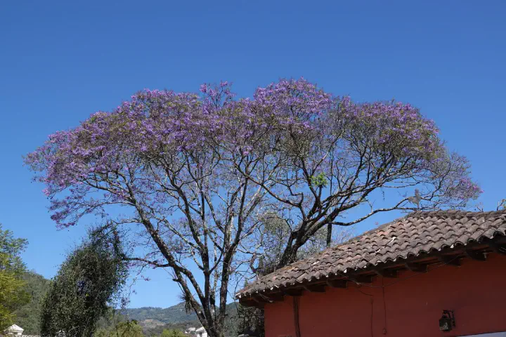Puerto Quetzal, Guatemala - Photo 22