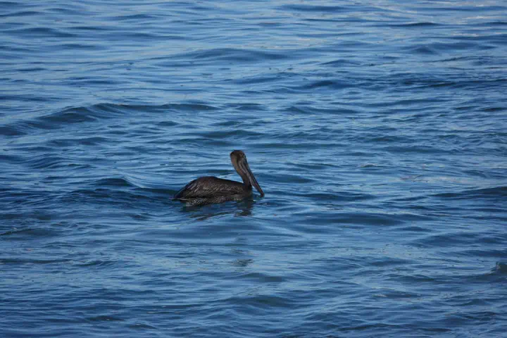 Puerto Vallarta, Mexiko - Photo 4