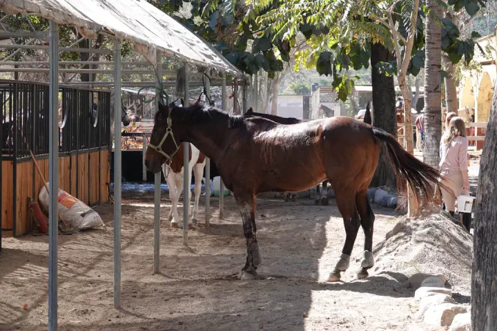Puerto Vallarta, Mexiko - Photo 18