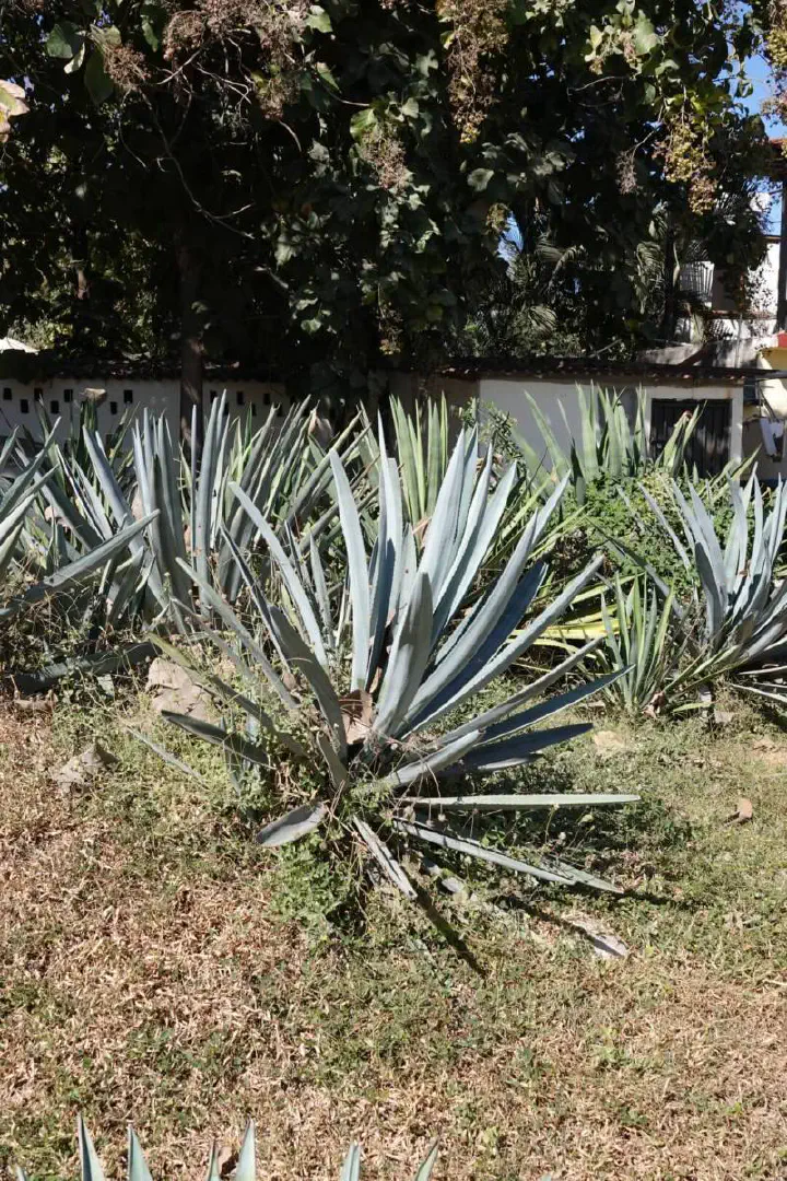 Puerto Vallarta, Mexiko - Photo 19