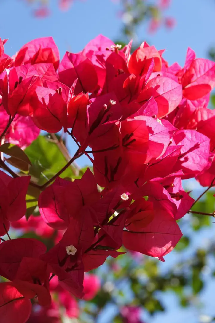 Puerto Vallarta, Mexiko - Photo 20