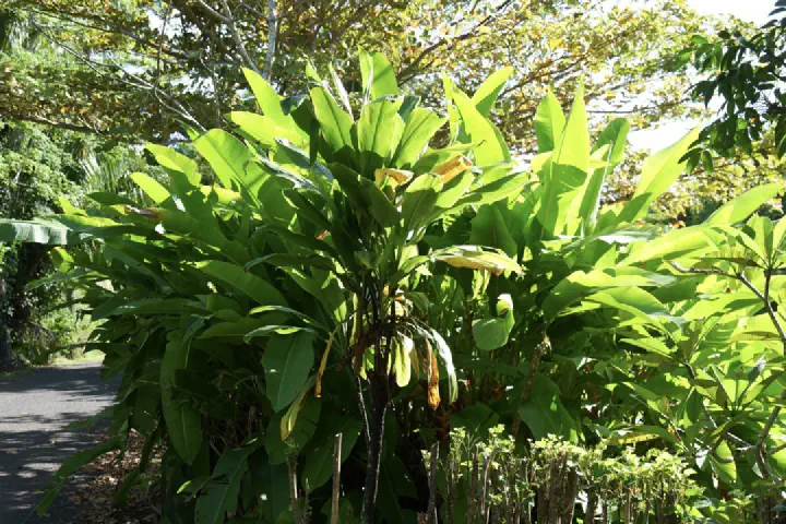 Rarotonga, Cookinseln - Photo 3