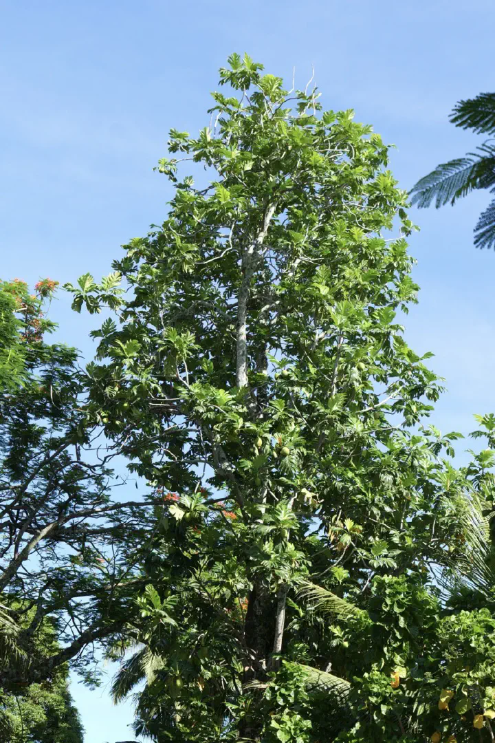 Rarotonga, Cookinseln - Photo 5