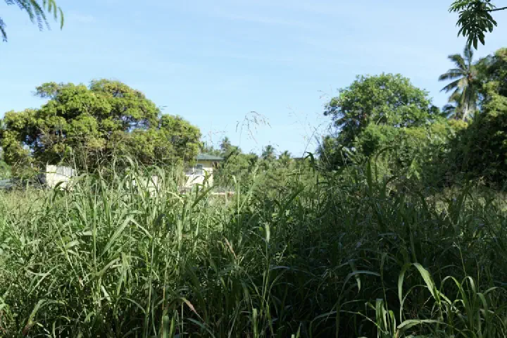 Rarotonga, Cookinseln - Photo 7