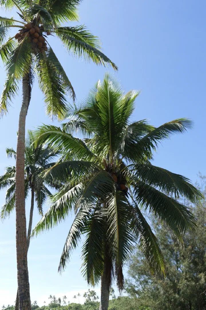 Rarotonga, Cookinseln - Photo 16